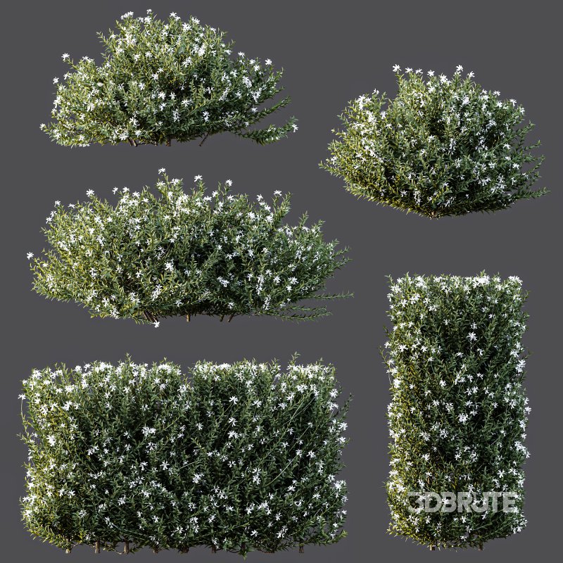 ntal shrubs that capture the natural charm and density of this iconic Australian plant. Perfectly suited for realistic landscape and architectural rendering. Image 8