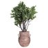Lemon Tree in Pot Collection 028 - Thumbnail 3