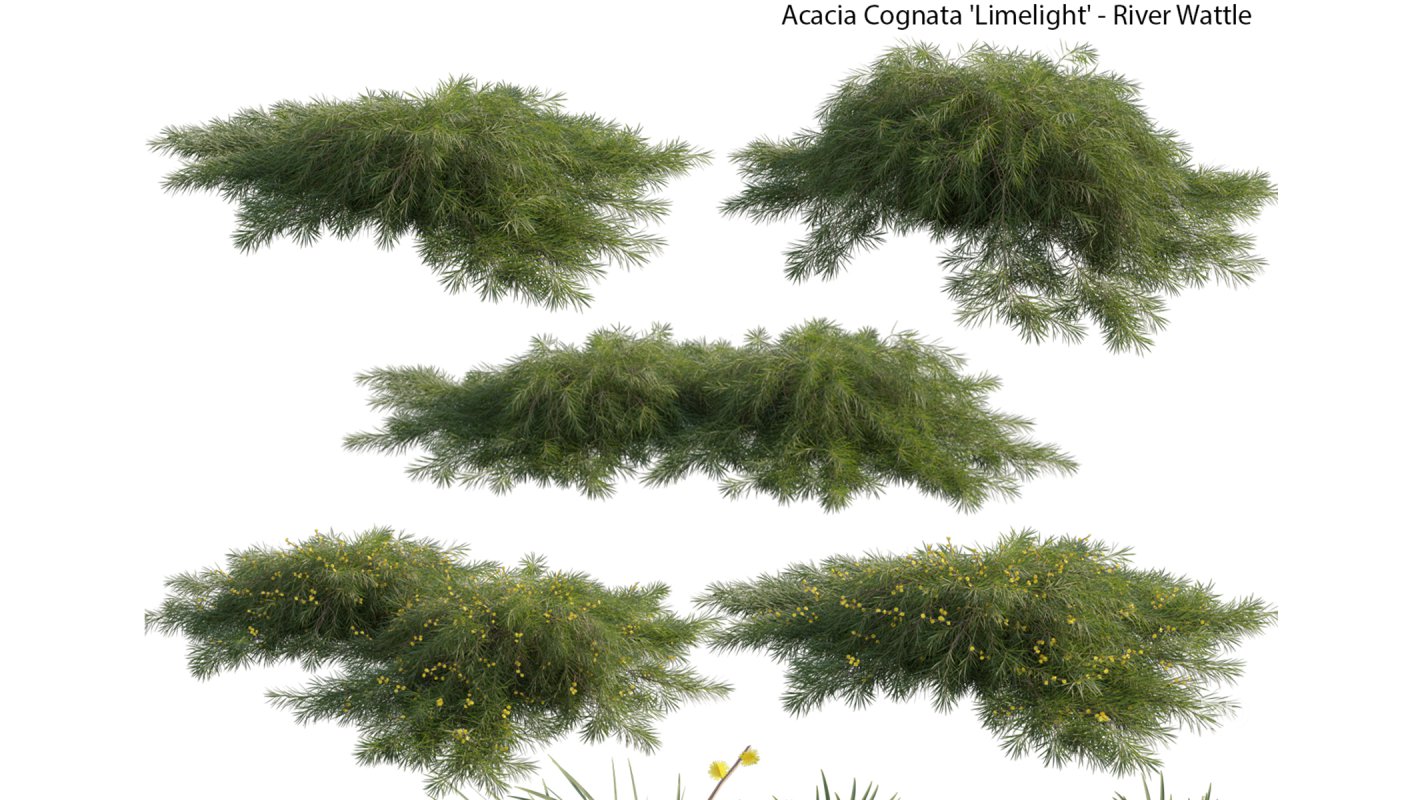 Collection 22 – Australian Plants Image 22