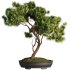Bonsai Tree set8 - Thumbnail 1