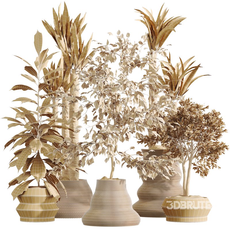 AV Indoor Plants Set 380 Ficus Cyathistipula and Ficus Marginata and Yucca and Olive Image 8