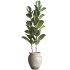 Bonsai Schefflera Tree and Jungle Ficus Rubber Fig Leaf 448 - Thumbnail 2