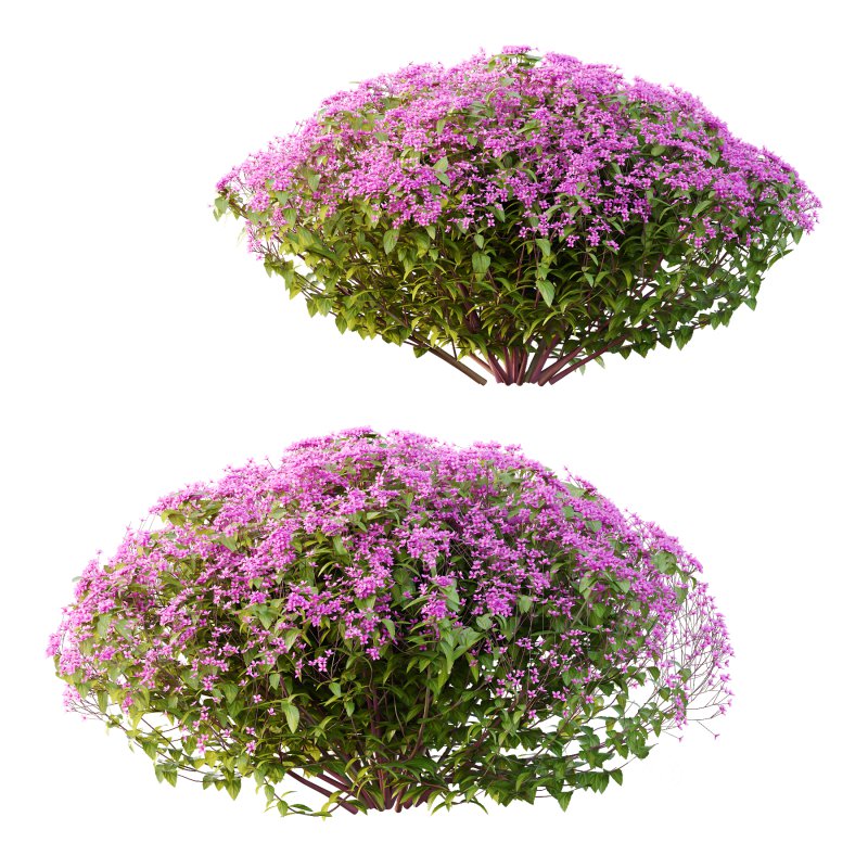 Spirea Japonica Bush 04 Image 1