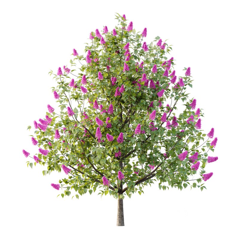 Lilac Syringa Vulgaris Tree 04 Image 5