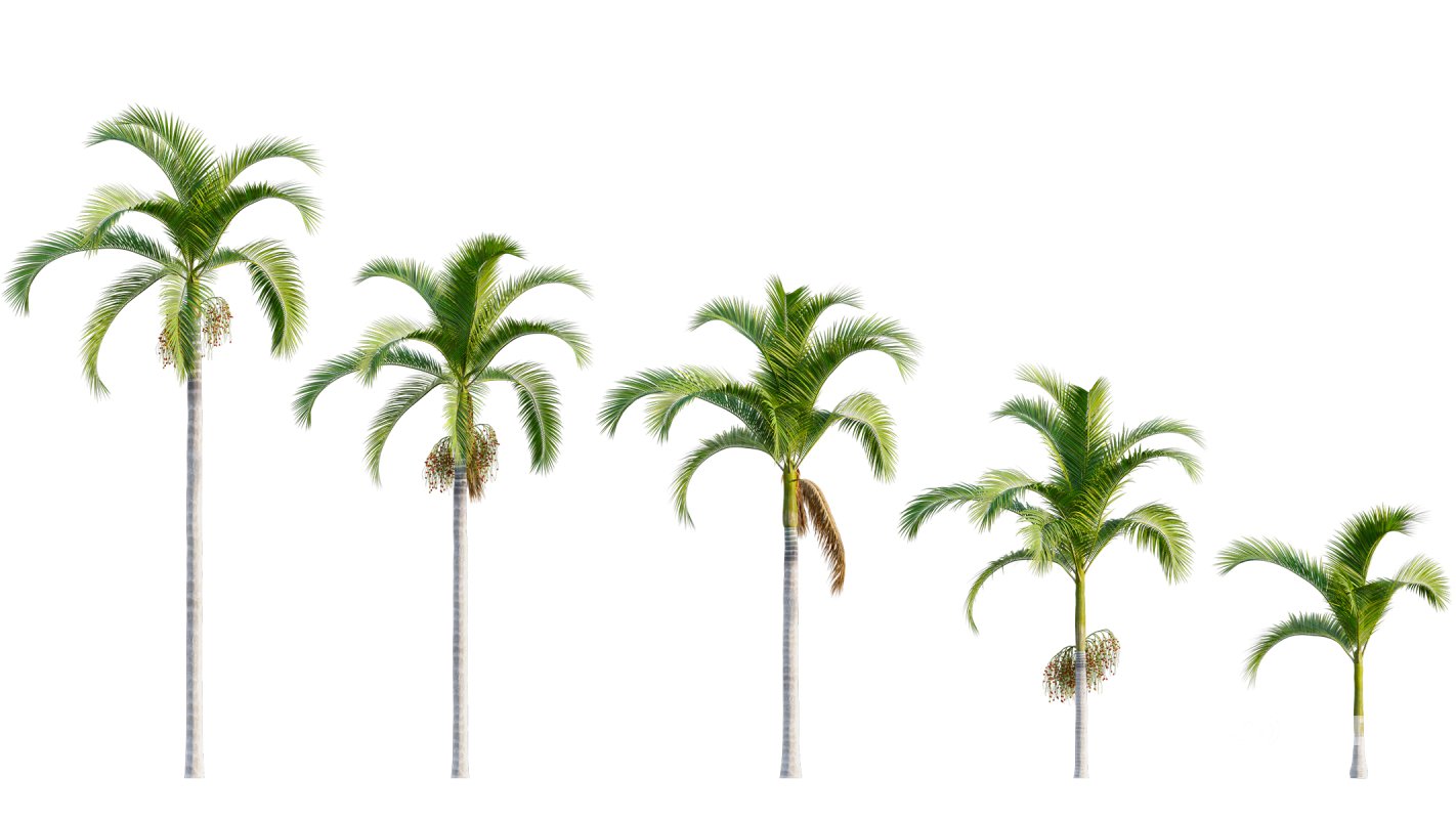 Collection 22 – Australian Plants Image 37