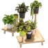 Wooden Stand Plant - Thumbnail 6