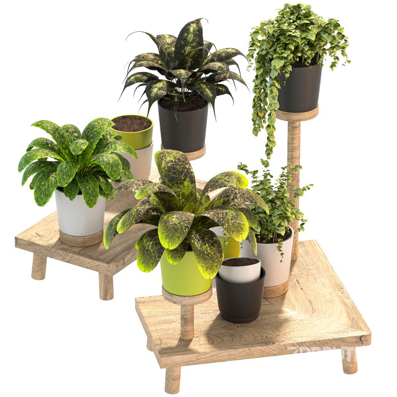 Wooden Stand Plant Image 6