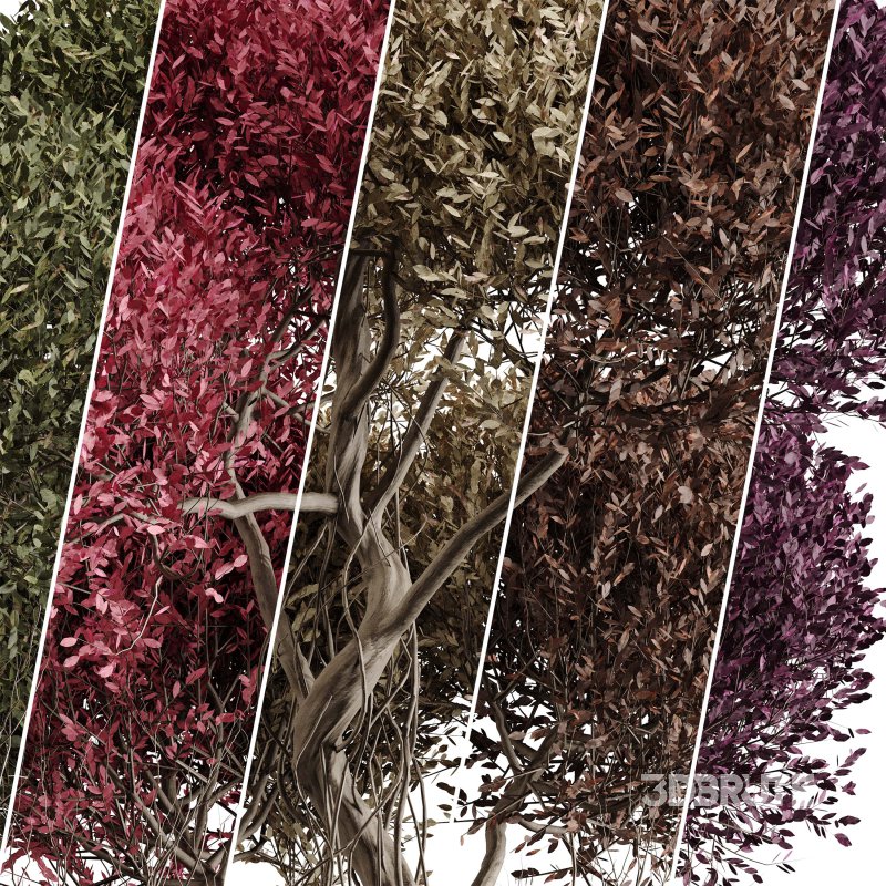 Indoor plant 076 Image 6