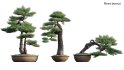 Collection 19 – Japanese garden - Thumbnail 43