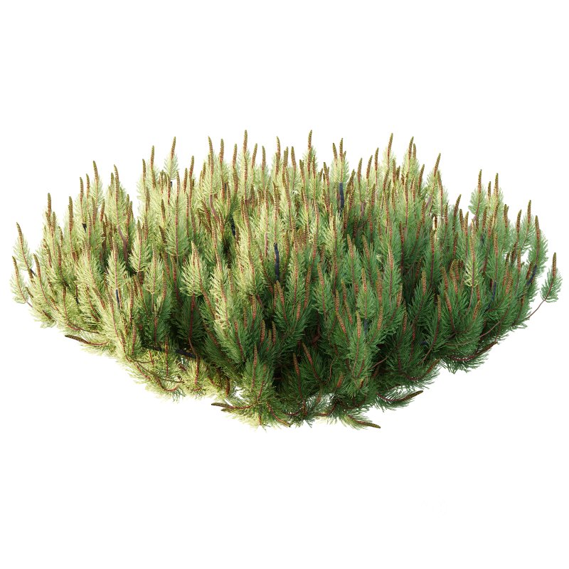 Pinus Mugo plant 06 Image 4