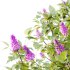 Lilac Syringa Vulgaris Tree 03 - Thumbnail 4