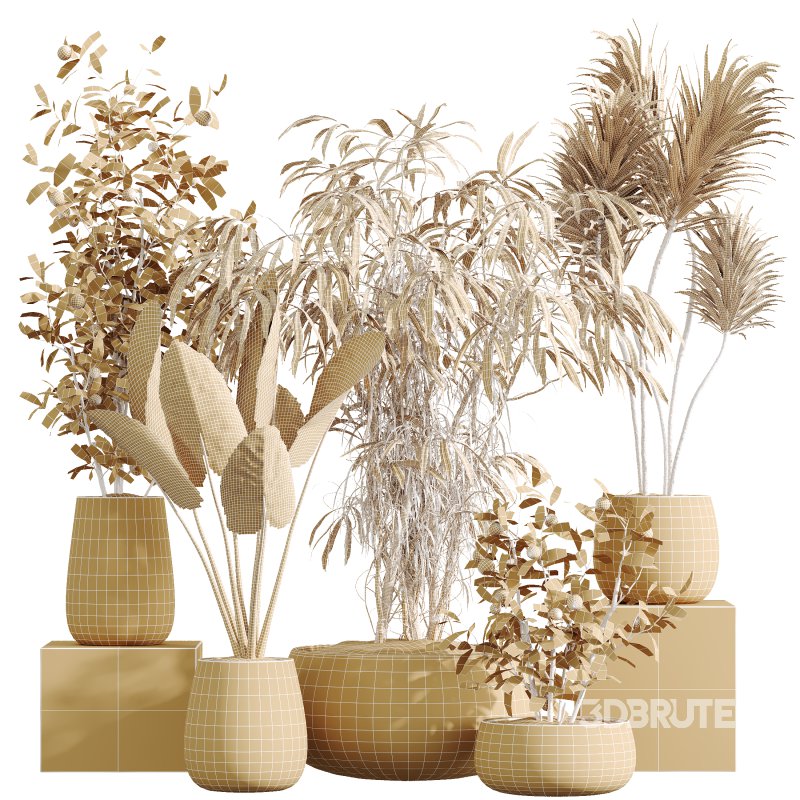 AV Indoor Plants Set 382 Orange Tree and Yucca and Japandi Decorative and Cunjevoi Alocasia Image 10