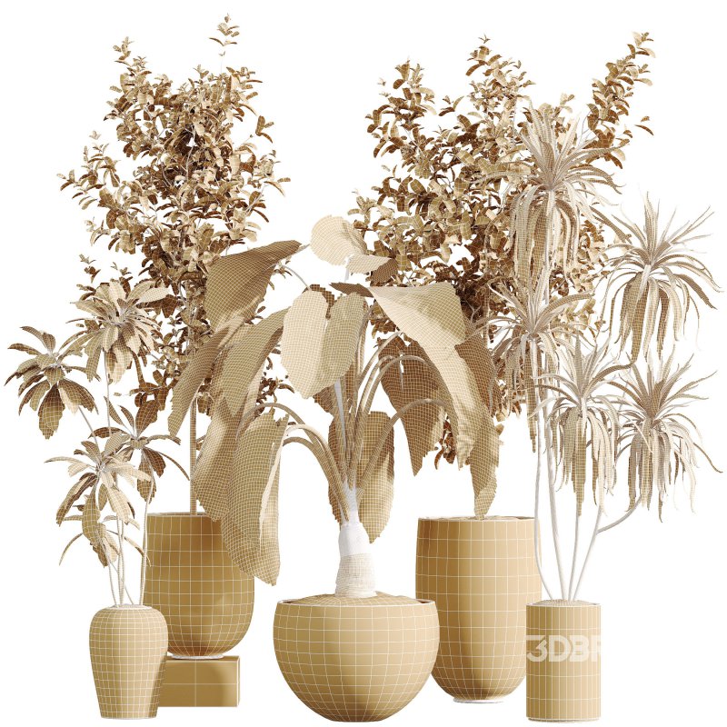 AV Indoor Plants Set 386 Warneckii Lemon and Ficus Cyathistipula and Cunjevoi Jardin and Olive Eucalyptus Image 12