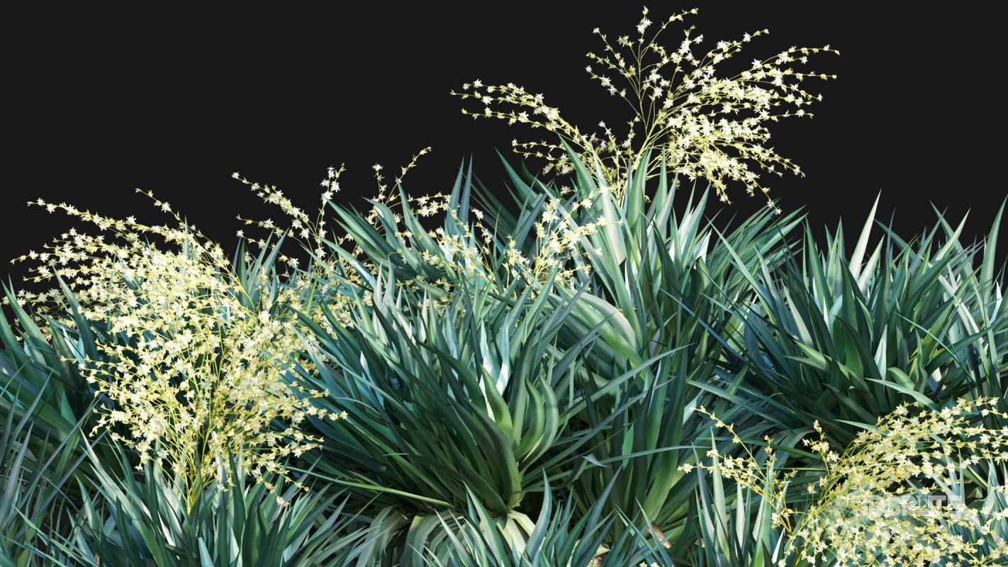 Collection 22 – Australian Plants Image 16