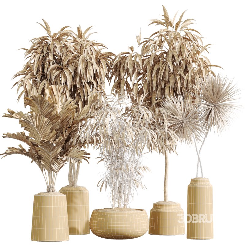 AV Indoor Plants Set 379 Ficus Marginata and Yucca Palm and Kentia Everlasting and Ficus Binnendijkii Image 8