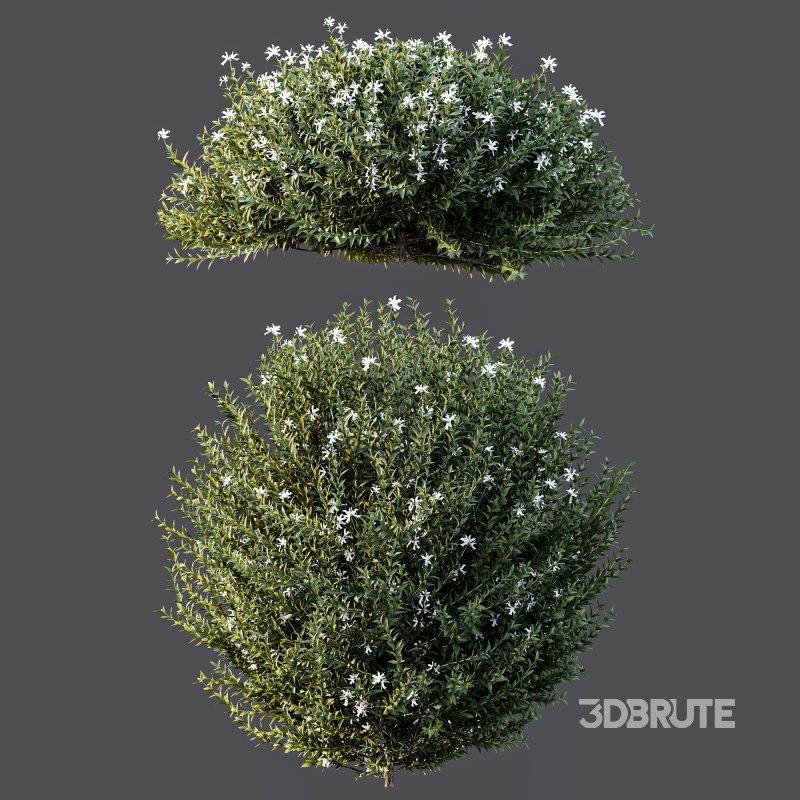 AV Gray Box Westringia Fruticosa Coastal Rosemary bushes Image 6
