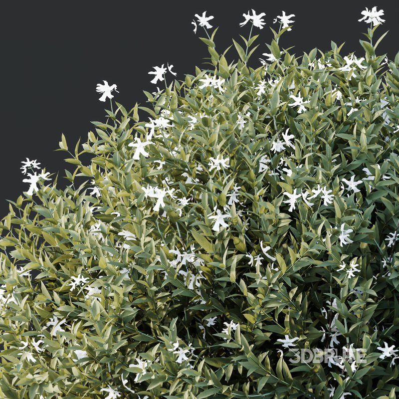 AV Gray Box Westringia Fruticosa Coastal Rosemary bushes Image 1