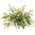 ntal spring bush designed for realistic exterior and garden visualization. Known as the “Bridal Wreath Spiraea,” this delicate shrub is characterized by arching stems densely covered with clusters of small white blossoms, creating a soft and elegant floral texture. - Thumbnail 1