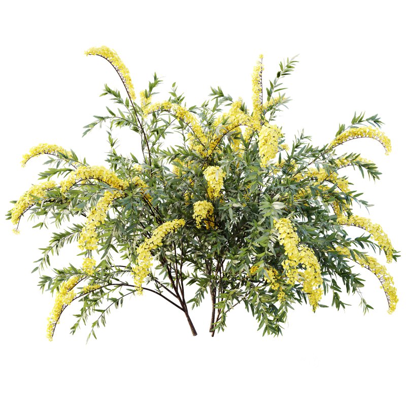 ntal spring bush designed for realistic exterior and garden visualization. Known as the “Bridal Wreath Spiraea,” this delicate shrub is characterized by arching stems densely covered with clusters of small white blossoms, creating a soft and elegant floral texture. Image 1