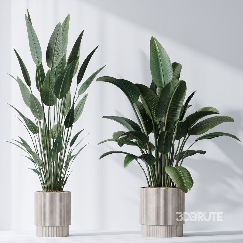 AV Indoor Plants Set 370 ParadiseBird and Zamiifolia and Ficus Microcarpa and olive Image 3