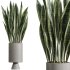 AV Indoor Plants Set 381 Rhapis Palm and Green Sansevieria and Ficus Microcarpa and Olive Eucalyptus - Thumbnail 2