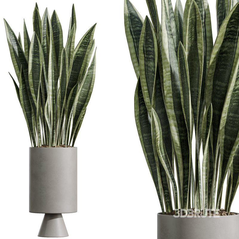 AV Indoor Plants Set 381 Rhapis Palm and Green Sansevieria and Ficus Microcarpa and Olive Eucalyptus Image 2