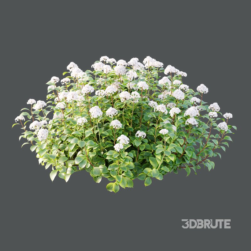 hydrangea arborescens Bush 07 Image 1