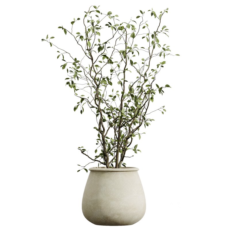 AV Indoor Plants Set 393 Spathiphyllum Wallisii and Ficus Binnendijki and Schefflera Arboricola and Japandi Decorative Image 1