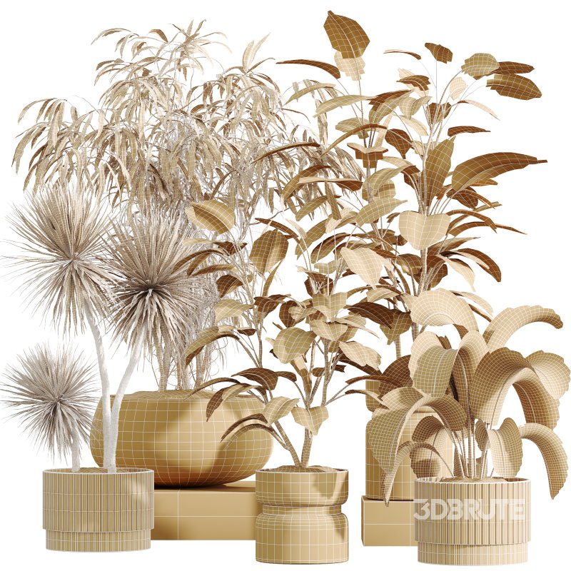 AV Indoor Plants Set 383 Yucca and Ficus Marginata and Banana Nicolai and Ficus Fig Image 10