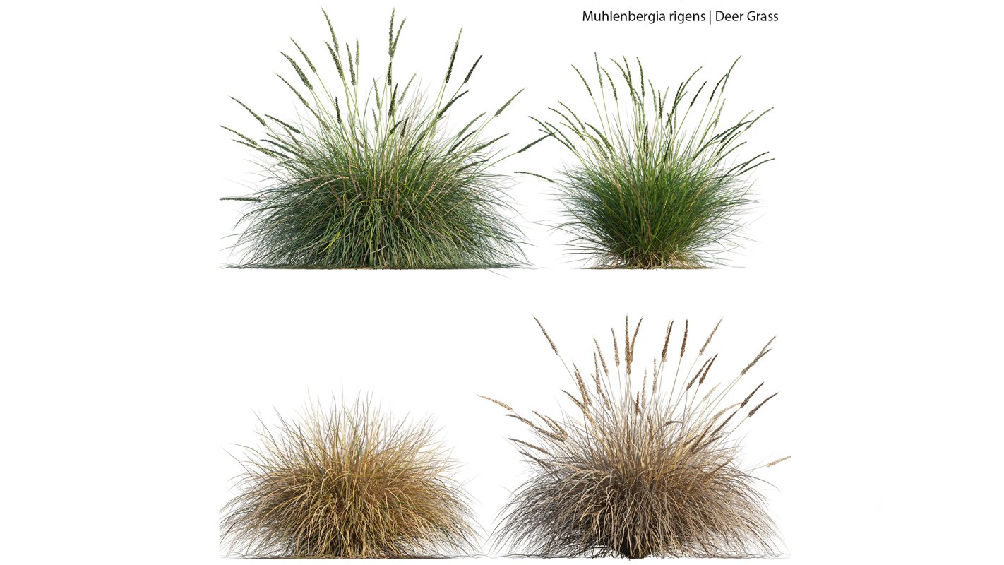 Collection 22 – Australian Plants Image 30