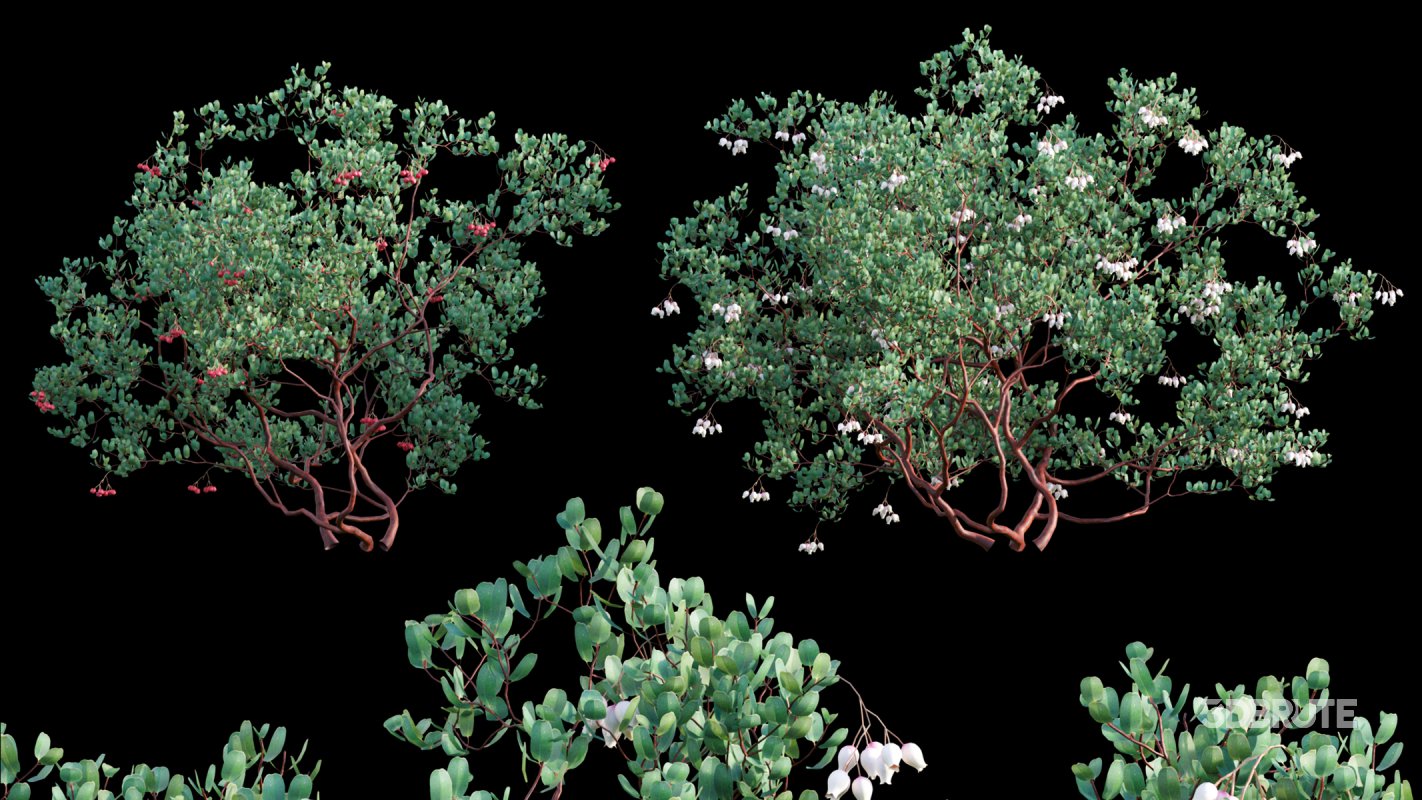 Collection 22 – Australian Plants Image 6