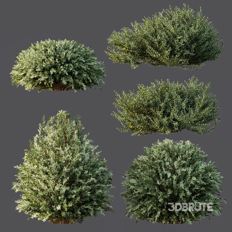 AV Montra Olive Bush and Gray Box Westringia Fruticosa Coastal Rosemary Image 7