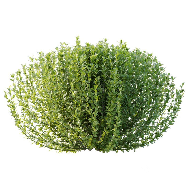 Leucophyllum frutescens Bush 02 Image 3