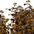Spirea Japonica Bush 01 - Thumbnail 7
