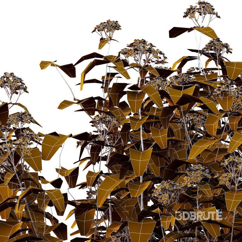 Spirea Japonica Bush 01 Image 7