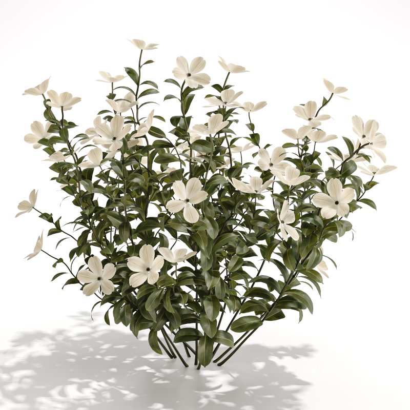 White Phlox Bush Arrangement Image 3