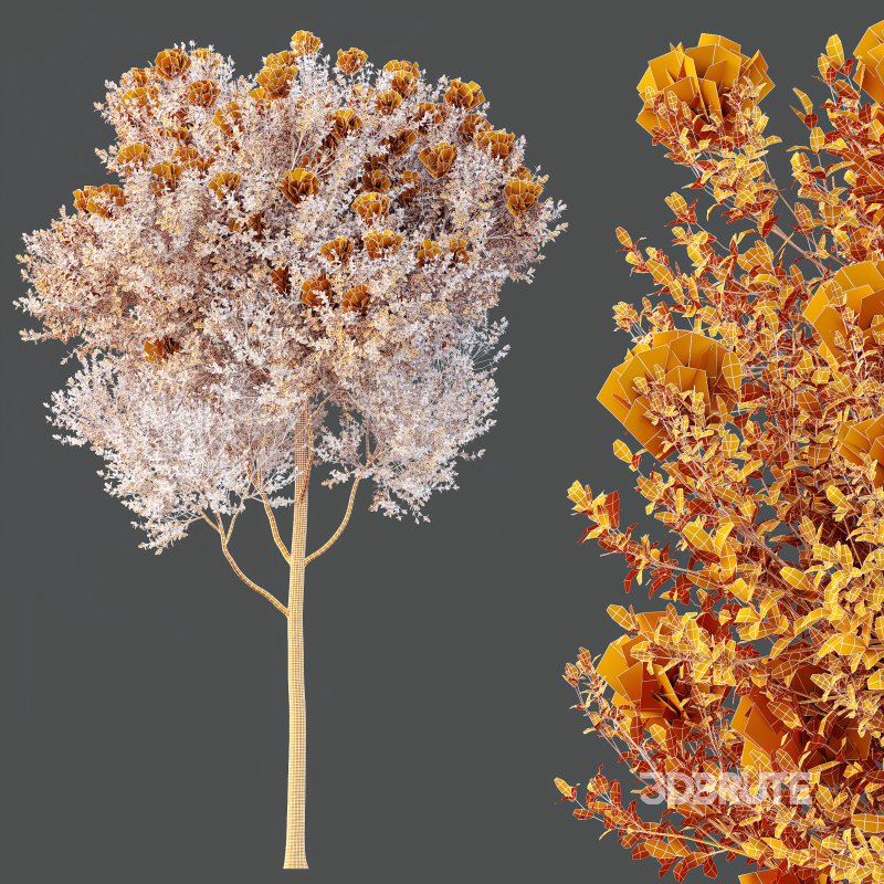 AV Teak Tectona Grandis Tree and Shorea Robusta Sal Tree Image 7