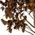 Lilac Syringa Vulgaris Tree 07 - Thumbnail 3