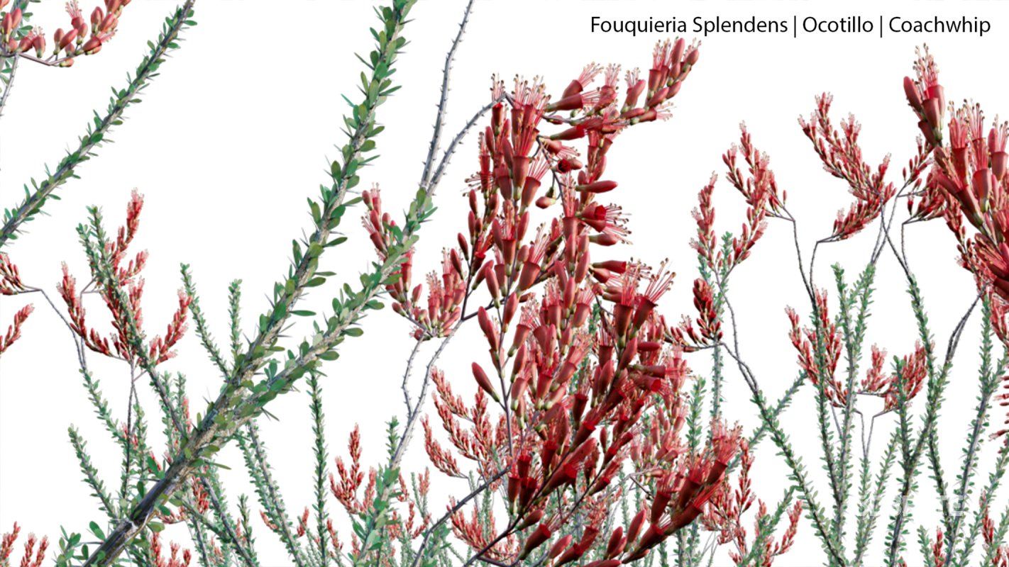 Collection 23 – Mexican Plants Image 23