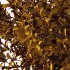 Leucophyllum frutescens Bush 03 - Thumbnail 4