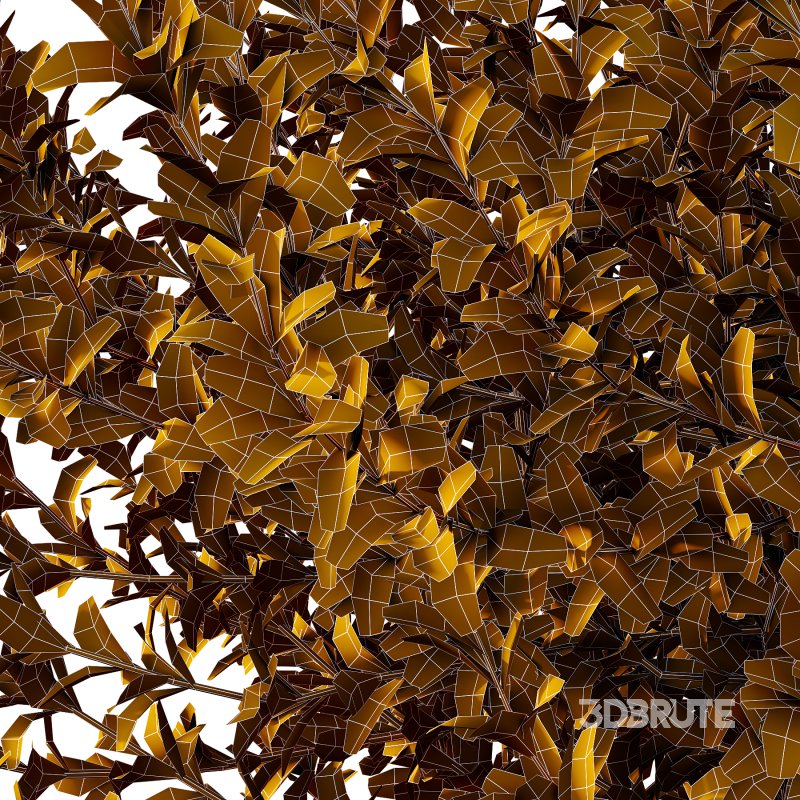 Leucophyllum frutescens Bush 03 Image 4