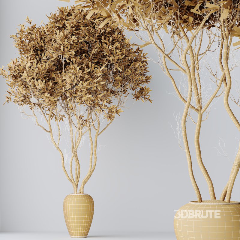 AV Indoor Plants Set 376 Arbequina Olive and Ficus Binnendijkii and Euphorbia Drupifera Image 7