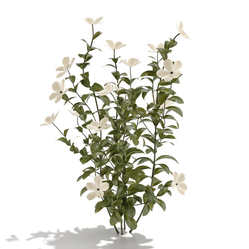 White Phlox Bush Arrangement Image 5