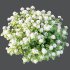 hydrangea arborescens Bush 04 - Thumbnail 3