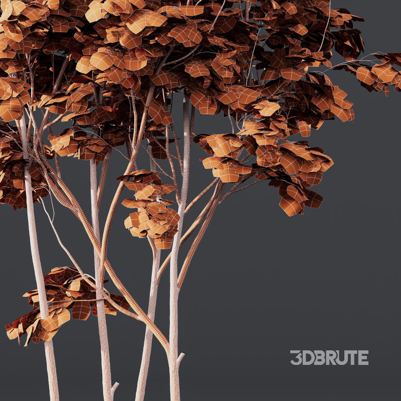 AV Phoenix Dactylifera Date Jurassic Palm Tree and Ash Maple Tree Image 11