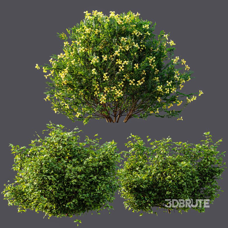 ntal shrubs, designed with botanical precision for photorealistic exterior rendering. Image 7