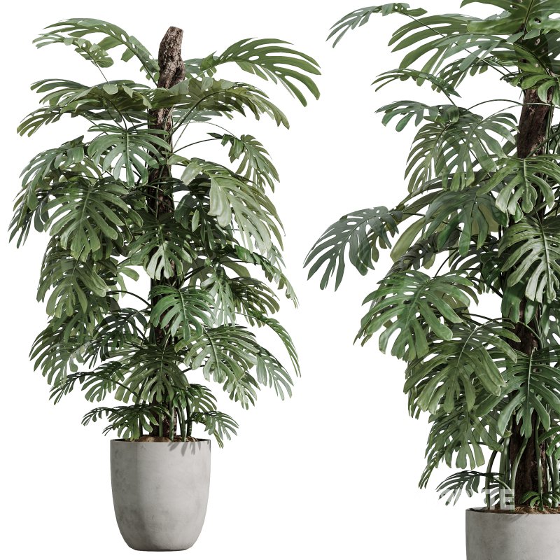 AV Indoor Plants Set 387 Aloe Vera and Olive and Peace Lily and Deliciosa Large Leaf Image 5