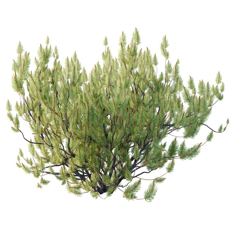 Pinus Mugo plant 05 Image 3