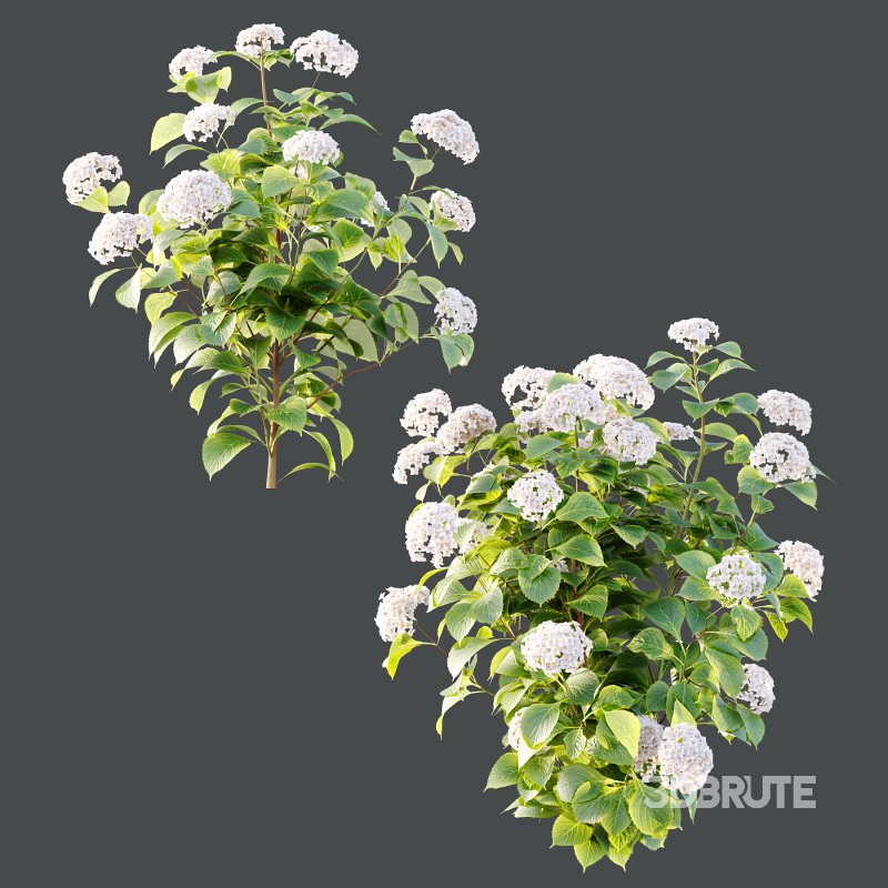 hydrangea arborescens Bush 09 Image 4