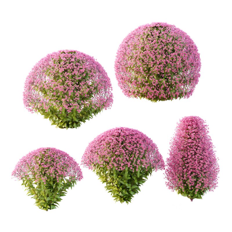 Spirea Japonica Bush 07 Image 3